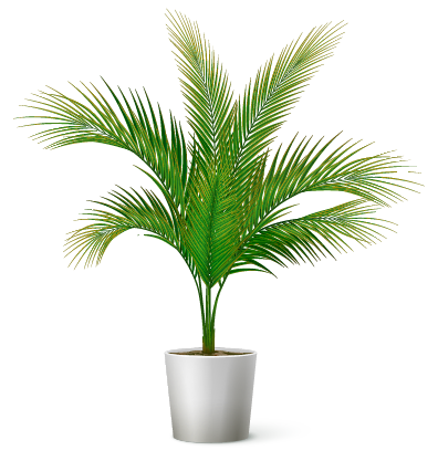 Tropical plant