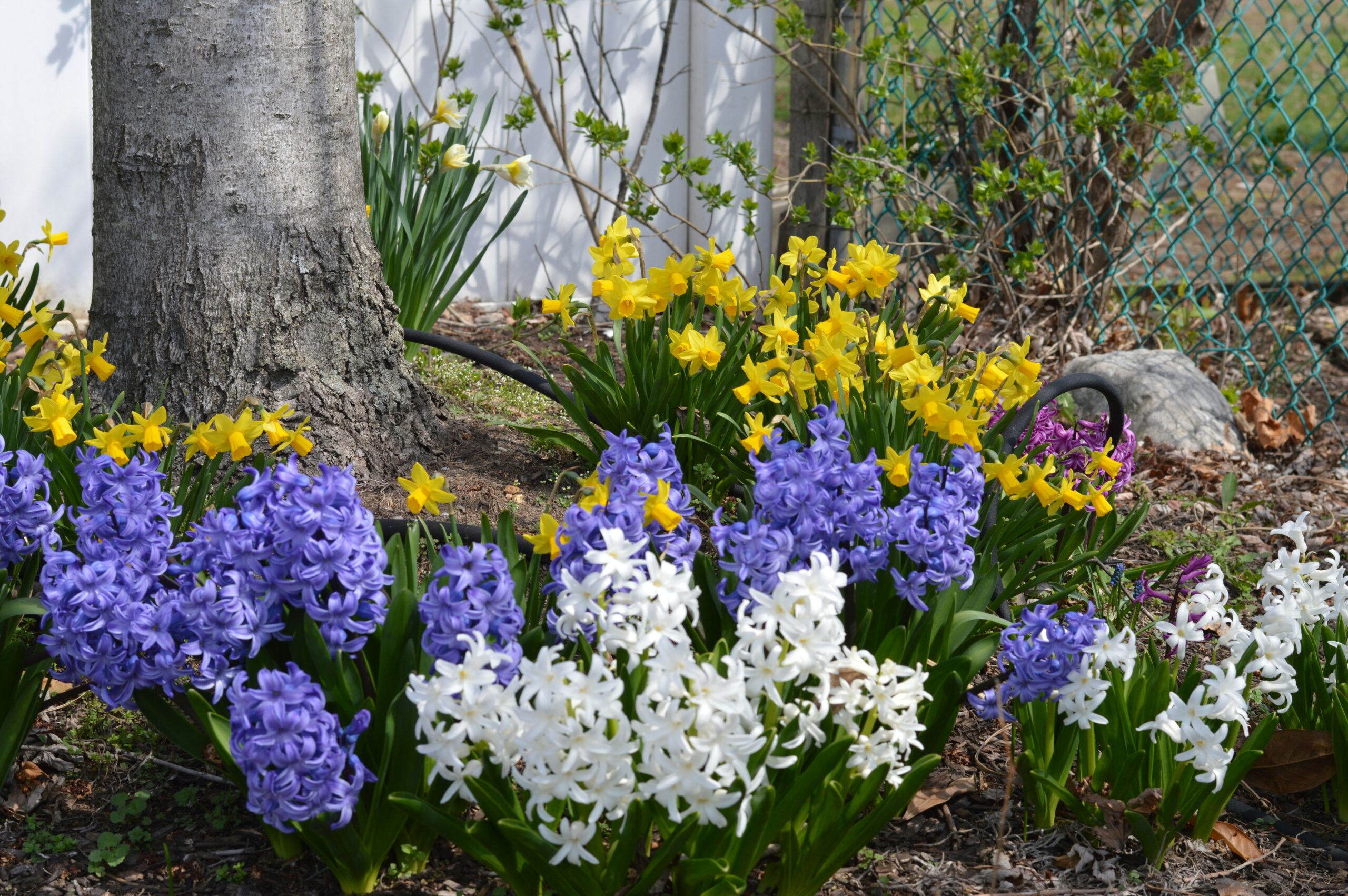 spring yard cleanup